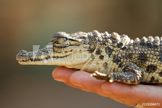 Picture of Baby croc